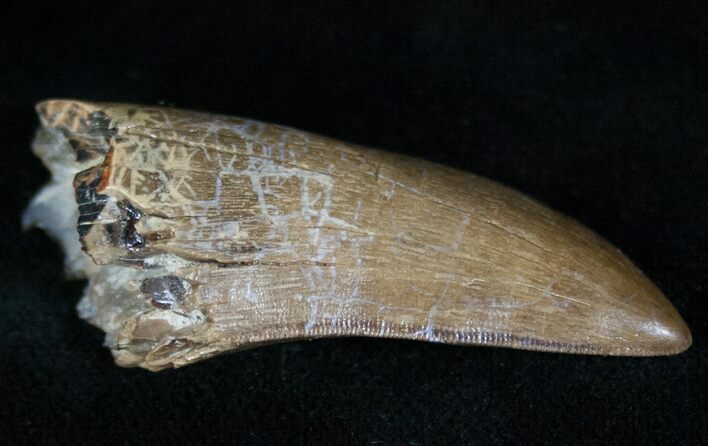 Sweet Tyrannosaur Tooth - Montana #13314